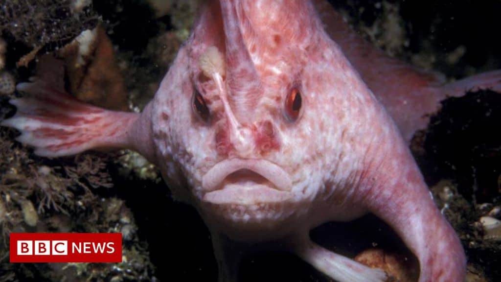Rare pink handfish spotted in Australia for first time in decades