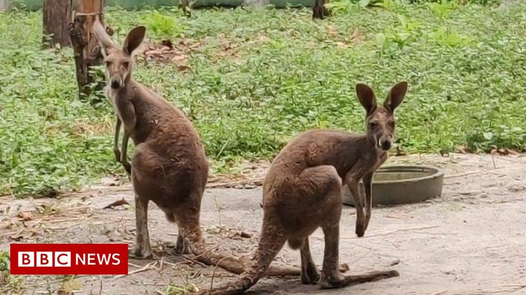 The curious case of kangaroo spotting in India