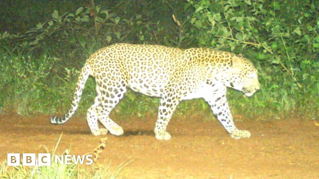 Karnataka: The leopard that has put India state in a spot