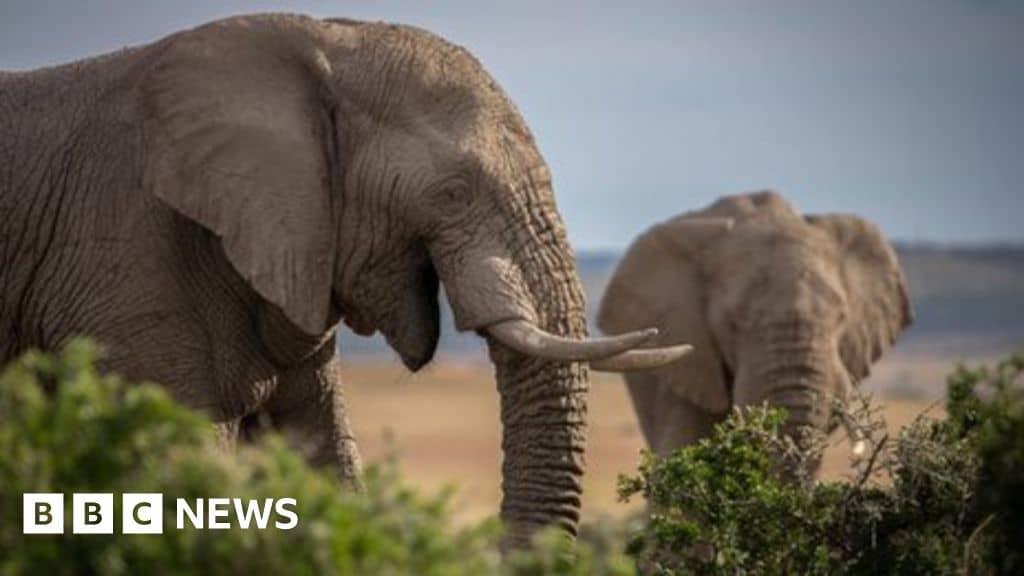 Ivory seized decades ago still turning up in raids