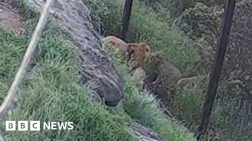 Escape of Taronga Zoo lions in Sydney caught on camera